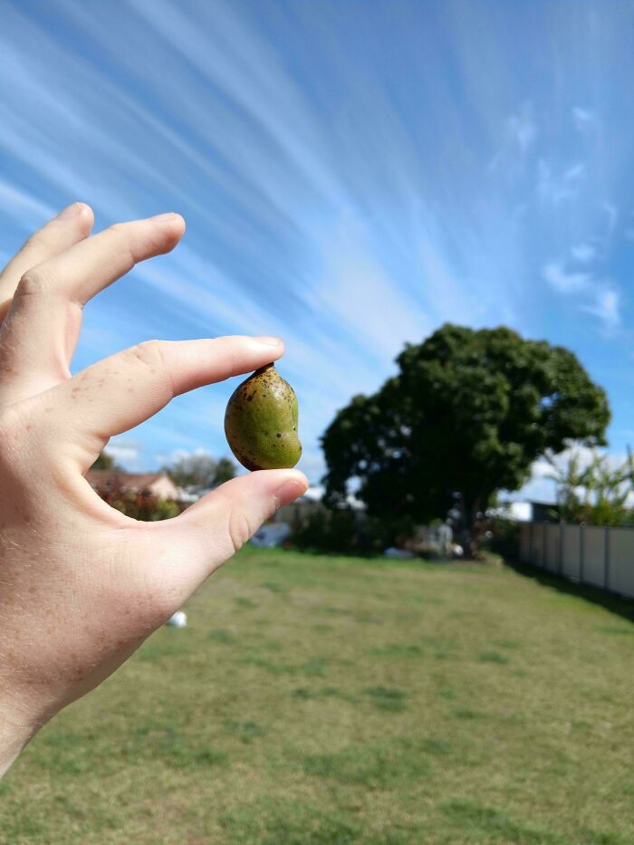 Hand holding a tiny, green fruit resembling a miniature tomato in a garden under a bright blue sky.