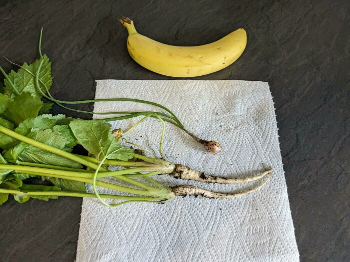 Tiny carrot roots lying on a paper towel next to a banana for size comparison showing unusual garden produce.
