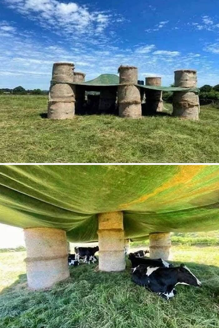 Cows resting under a makeshift shade of hay bales and tarp during this year's heatwaves in a grassy field.