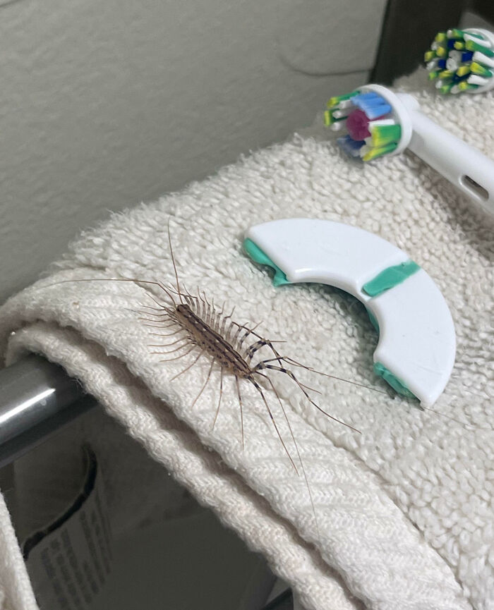 Centipede insect resting on a bathroom towel next to an electric toothbrush head, showcasing fascinating insects indoors.