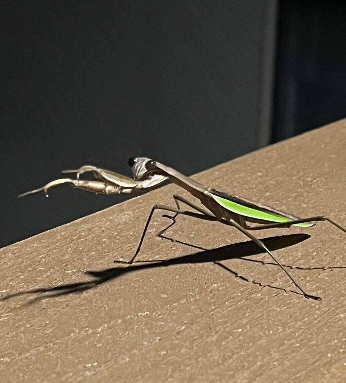 Close-up of a fascinating insect with green wings and long legs casting a shadow on a textured surface.