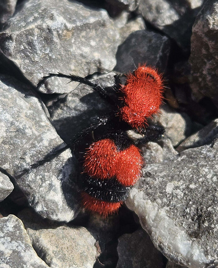 Close-up of a red and black velvet ant insect on gray rocks showcasing fascinating insects for appreciation over fear.