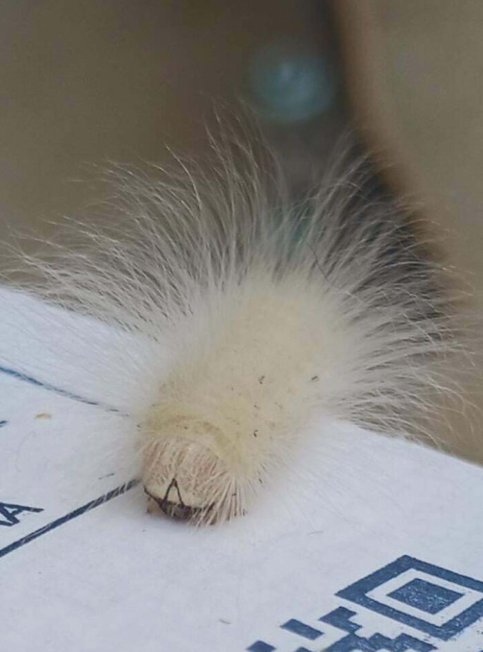Close-up of a white fuzzy caterpillar, one of the fascinating insects that deserve more appreciation and less fear.