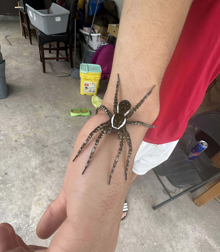 Close-up of a fascinating insect resembling a spider resting on a person's arm, showcasing unique patterns and detailed legs.