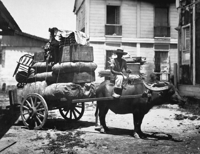 Man riding a carabao pulling a heavily loaded wooden cart in a street scene from the Philippines in the 1890s.
