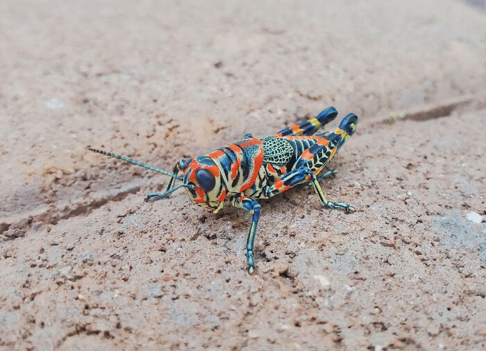 Cool Insects Examples “Glittery Gentleman”: 50 Pics Of Spectacular Insects You Might Never ...