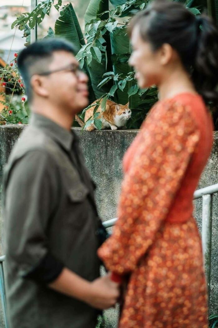 Couple holding hands in foreground as a cat funny times pets crashed photo appears in background by a garden wall.