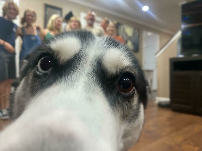 Close-up of a dog photobombing a group photo indoors, one of the funny times pets crashed photos and stole the show.