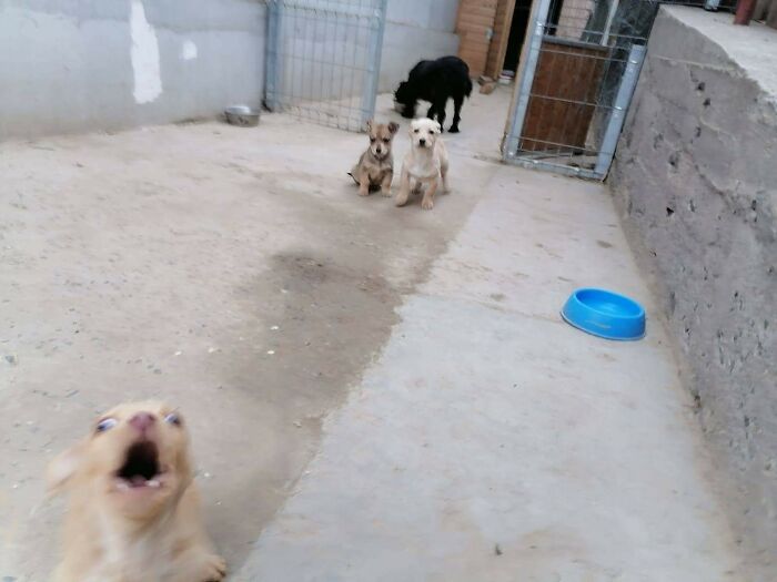 Blurry dog photobombing in front with three other dogs in the background in a concrete yard, funny pets crashed photos.