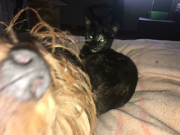 A dog humorously crashing a photo with a black cat in the background, capturing funny times pets crashed photos.