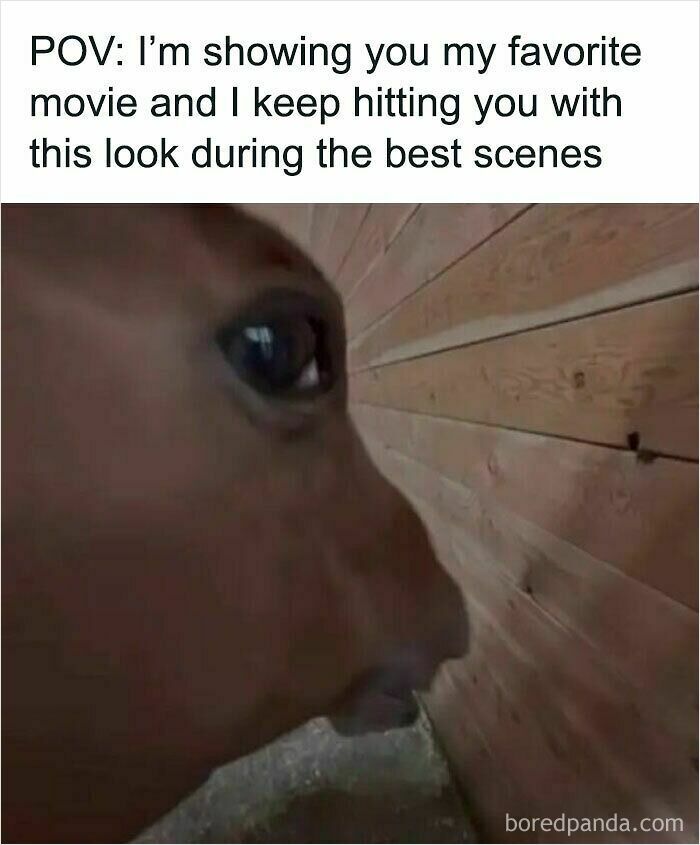 Close-up of a horse’s face looking intensely at a wooden wall in a relatable meme format.