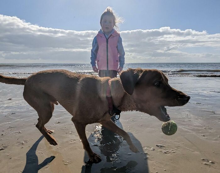 Dog holding a ball on the beach with a child in the background, a funny pet photo that steals the show.