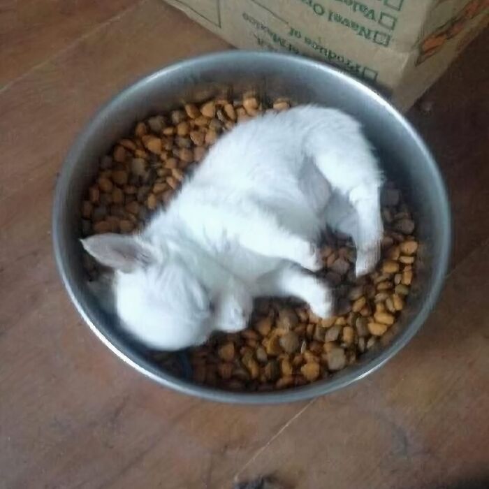 White kitten sleeping curled up in a metal bowl filled with dry pet food, a cursed image from popular IG page.