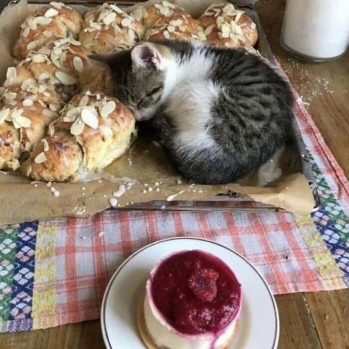 Cat curled up on a baking tray next to pastries, creating a weird and cursed image for an Instagram page.