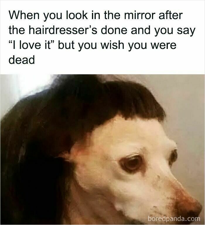 Dog with a bad haircut meme expressing regret and humor, fitting the hilariously relatable memes keyword.