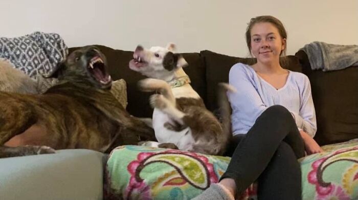 Two playful dogs crashing a photo with a woman sitting calmly on a couch, capturing funny times pets stole the show.