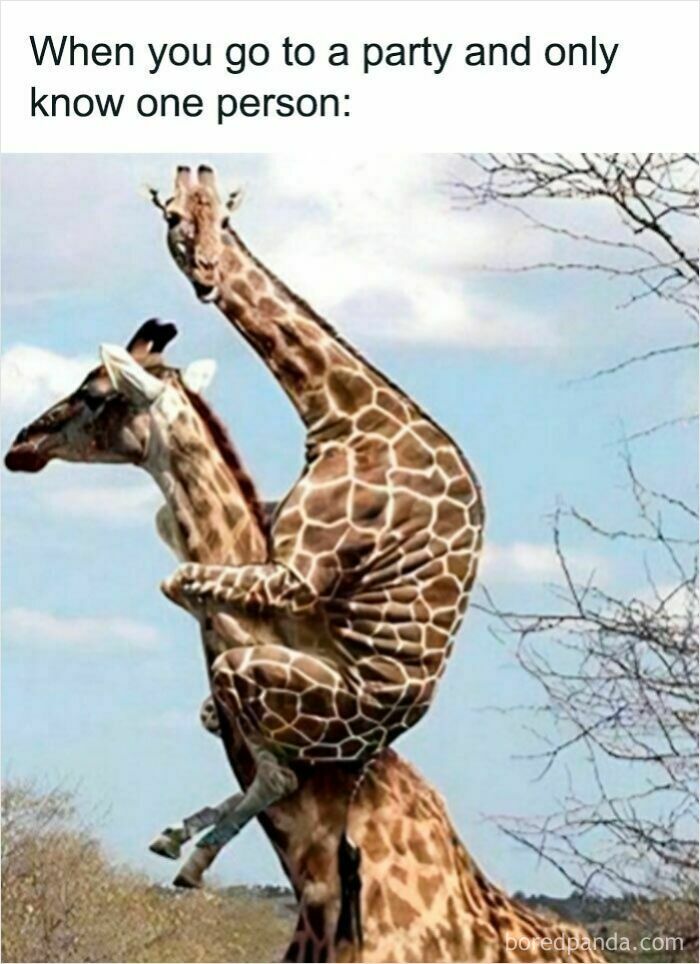 Two giraffes in an awkward pose, illustrating a hilariously relatable meme about social situations at parties.
