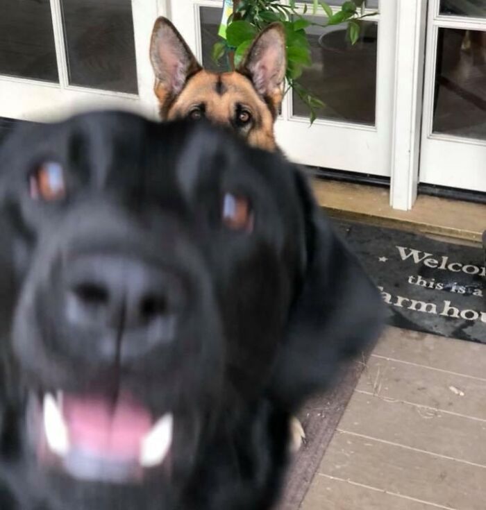 Black dog photobombs close-up with a German Shepherd peeking from behind captured in funny pets crashed photo moment.