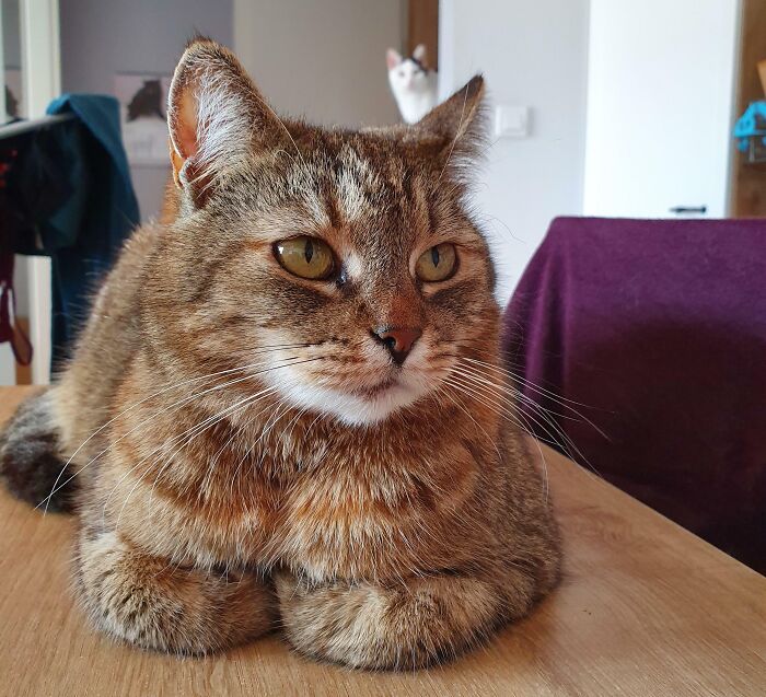 Close-up of a cat lying on a table with another cat in background, showcasing funny times pets crashed photos.