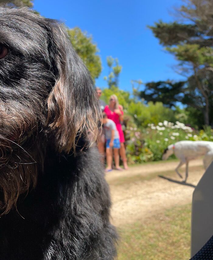 Close-up of a black dog photobombing a sunny outdoor family photo with other pets and people in the background.