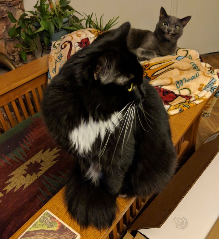 Two cats funny times pets crashed photos on a wooden bench with a colorful blanket and playing cards nearby