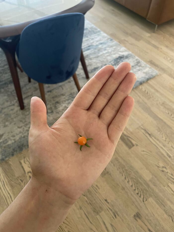 Tiny tomato held in hand showcasing nature's playful garden surprise and unusual tomato size.