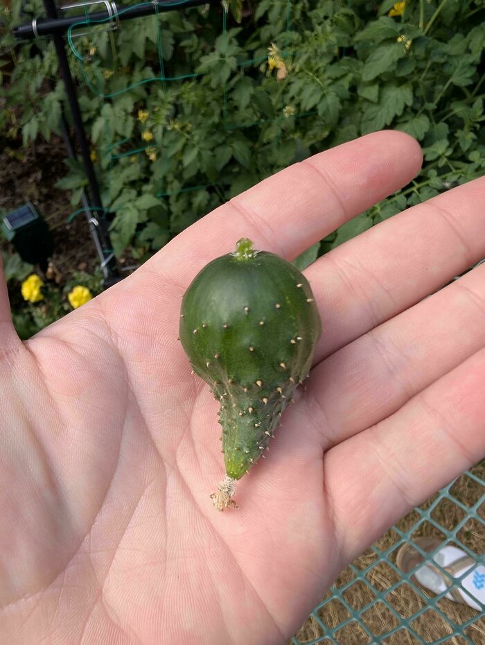 Small peculiar green tomato shaped unusually, held in hand, showcasing Mother Nature’s garden joke on gardeners.