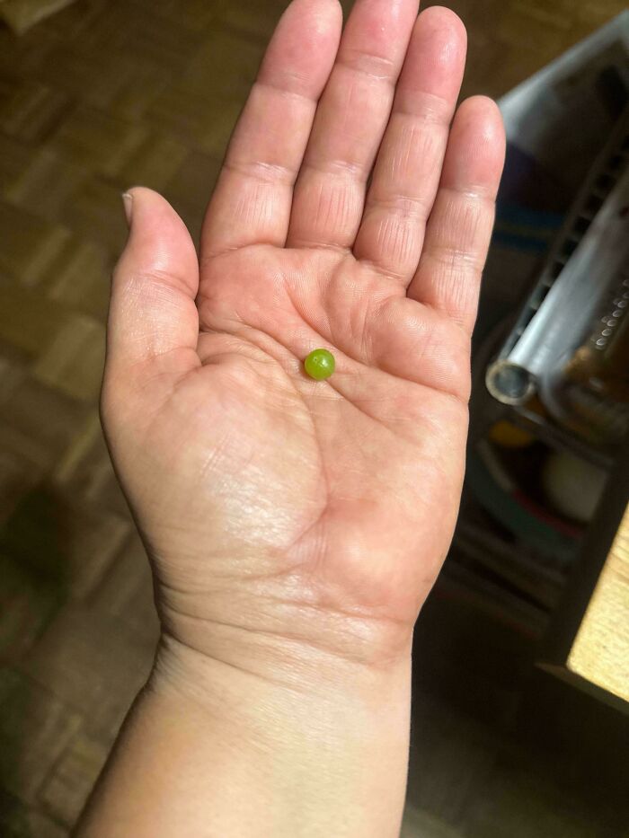 Small green tomato resembling a pea resting on an open hand illustrating nature's garden jokes.