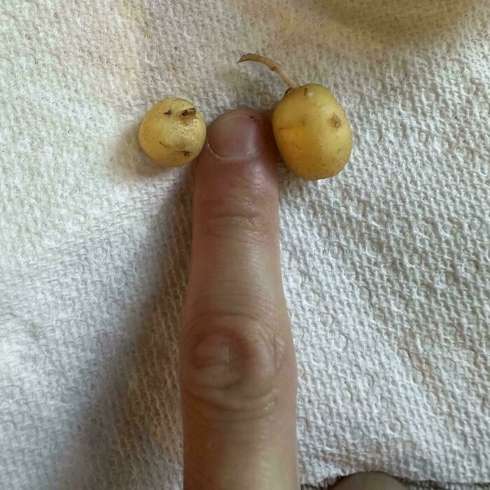 Tiny potatoes next to a finger, illustrating nature’s unexpected garden surprises and miniature produce humor.