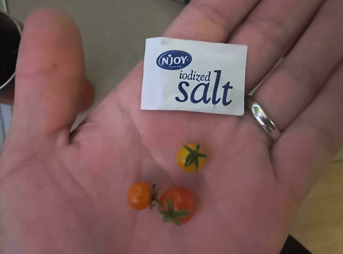 A hand holding three tiny tomatoes and a small packet of iodized salt showing miniature tomato size comparison.