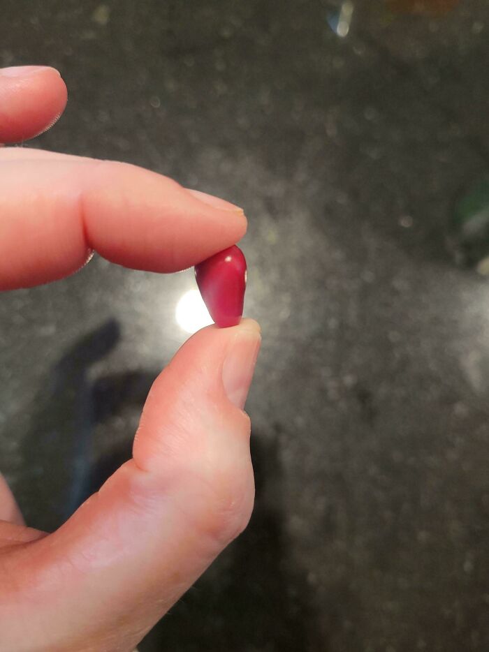 Small red tomato held between thumb and forefinger, showcasing a rare tiny size in gardening surprises.