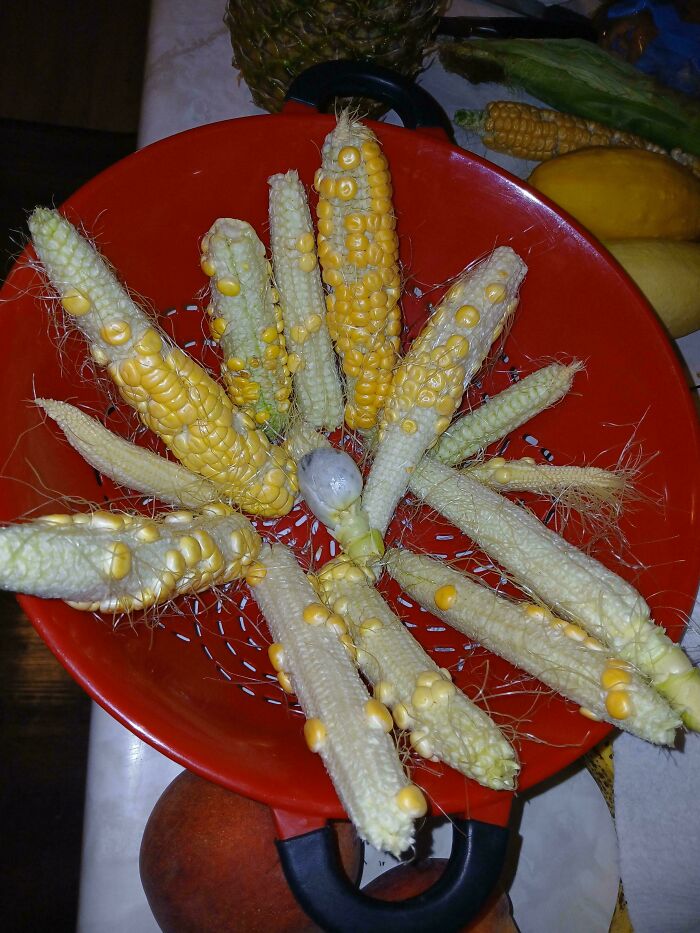 Partial corn cobs with only a few kernels, showing nature's joke on gardeners with unusual crop growth.