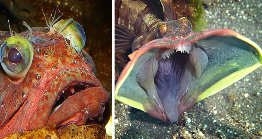 Close-up of Sarcastic Fringehead with large open mouths and sharp teeth, depicting the scariest animal in the world.