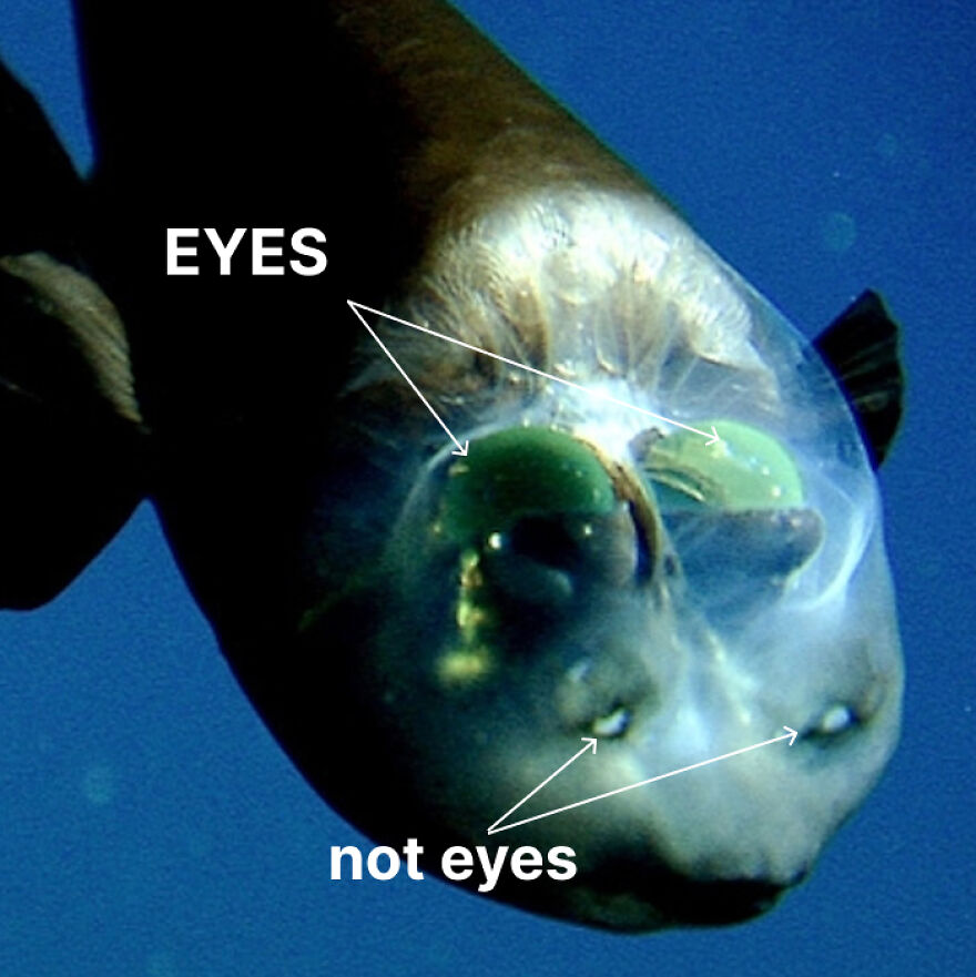 Deep-sea barreleye fish with transparent head showing real eyes and misleading eye-like spots, rarely seen scary animal.
