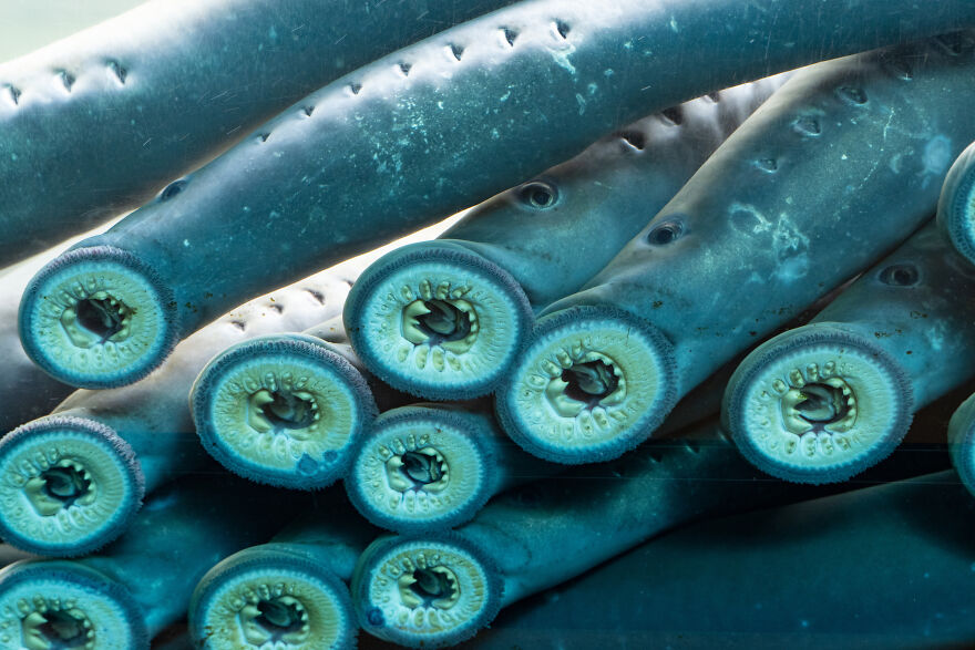 Close-up of sea lampreys with circular mouths, a contender for the scariest animal in the world due to their parasitic nature.