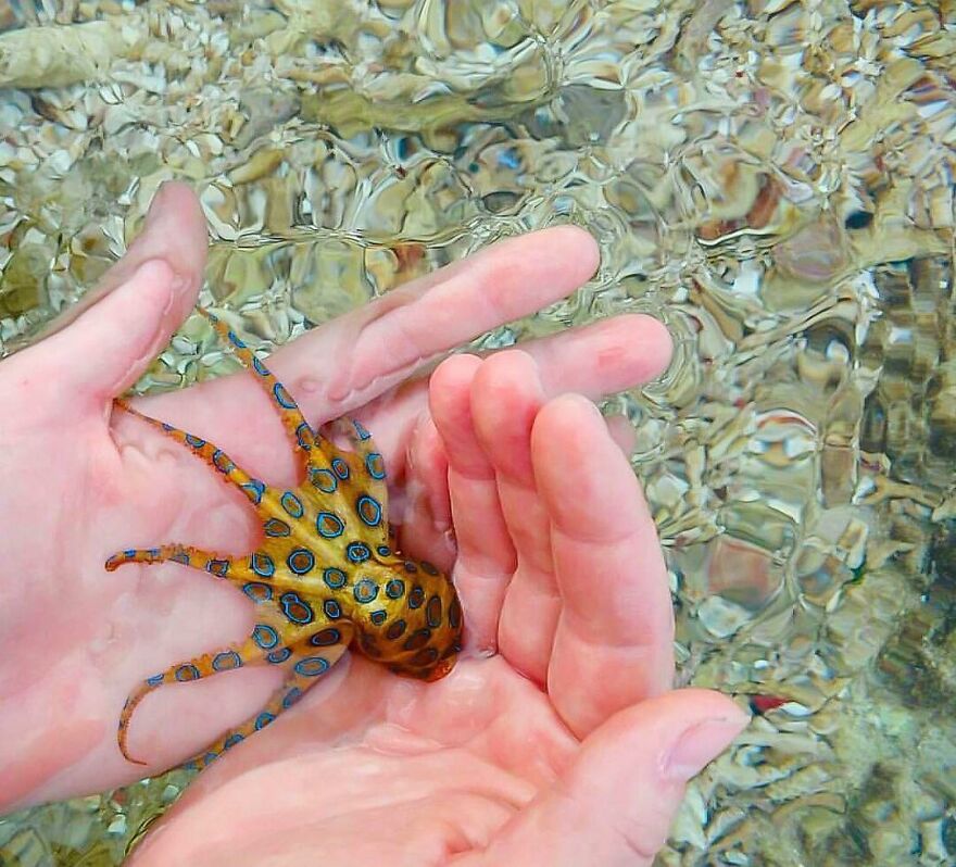 Person holding a small blue-ringed octopus in clear water, a candidate for the scariest animal in the world