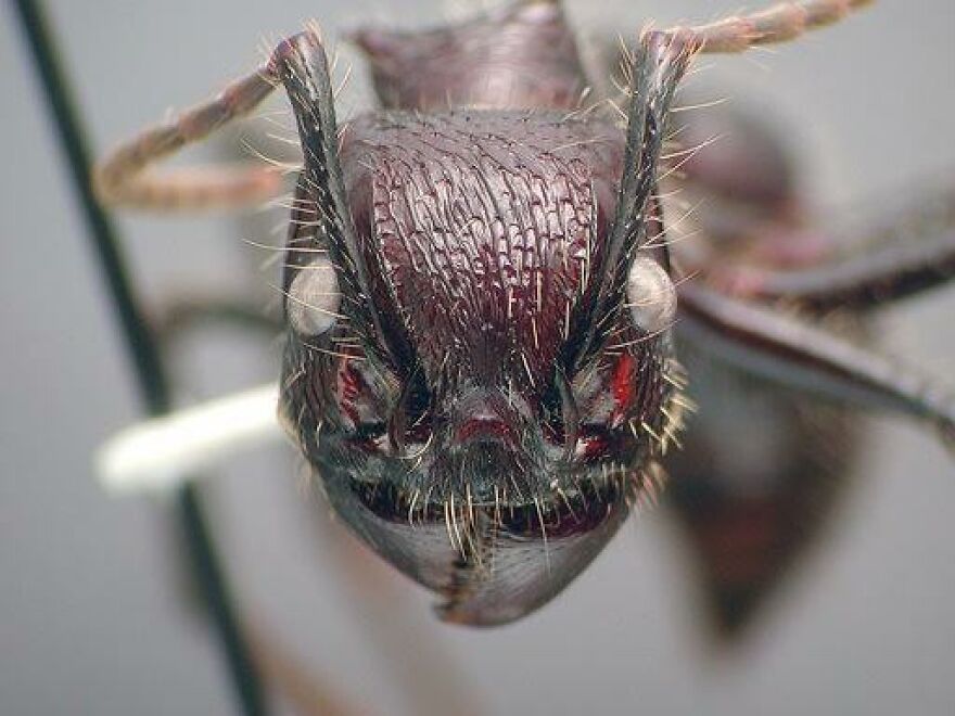 Close-up of a Bullet Ant showing detailed textures and features of its head and antennae up close.