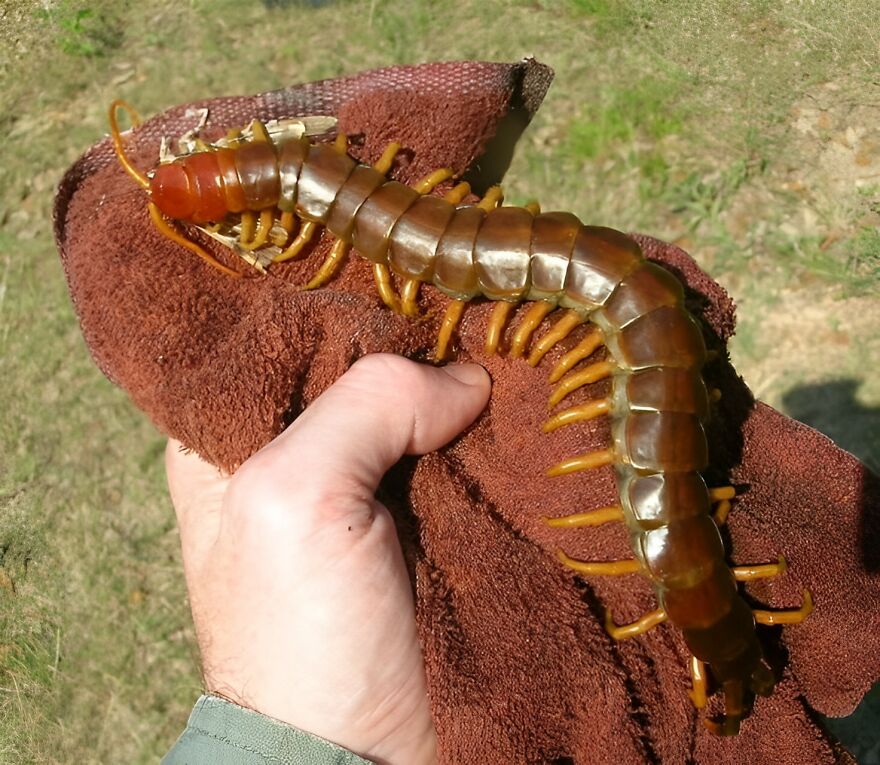 Large centipede held with a glove outdoors, illustrating one of the scariest animals in the world according to reader votes.