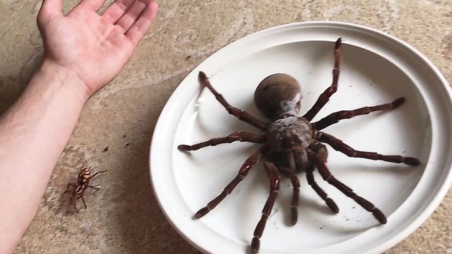 Large Goliath Birdeater Tarantula on a white plate next to a person's arm, illustrating one of the scariest animals in the world.