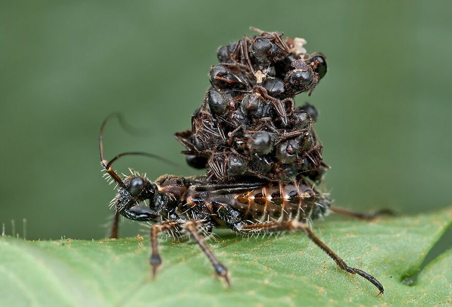 Insect carrying multiple smaller insects on its back, highlighting the scariest animal in the world concept.