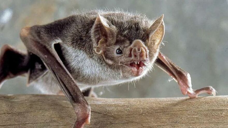 Close-up of a scary bat with sharp teeth perched on a branch, representing the scariest animal in the world.