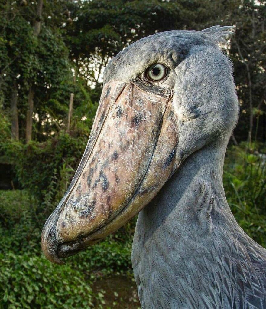 Close-up of a Shoebill Stork with sharp eyes in a green forest, featured as a scary animal in the world.
