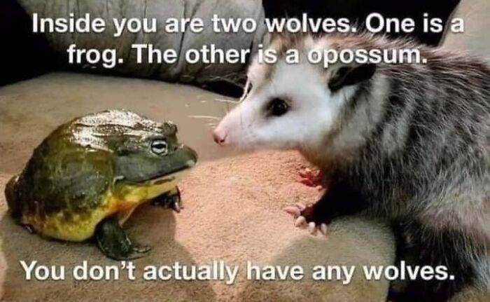 A funny and relatable animal meme showing a frog and an opossum with humorous text about wolves inside you.