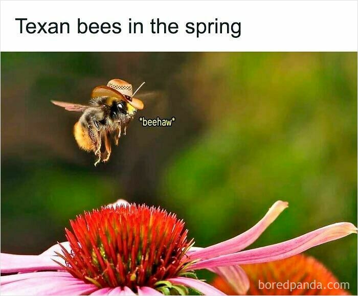 Bee wearing cowboy hat flying over flower with caption Texan bees and funny animal memes to improve mood.