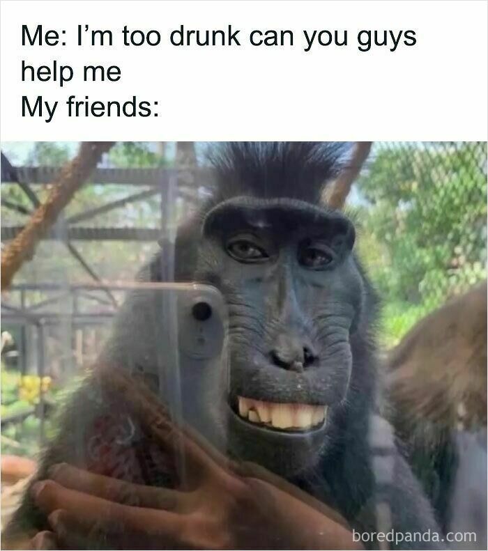 Funny and relatable animal memes showing a monkey making a silly face while taking a selfie to improve your mood.