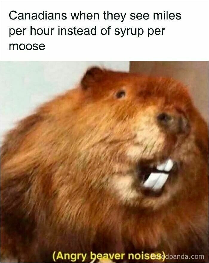 Angry beaver meme illustrating funny and relatable animal memes to instantly improve your mood with humor.
