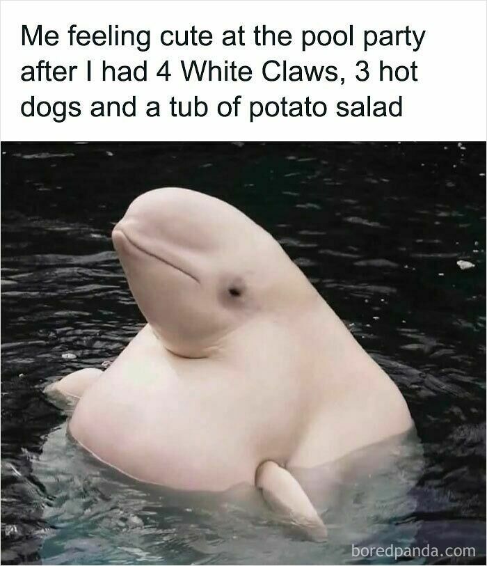 Beluga whale looking confident in water with a funny caption, a relatable animal meme to instantly improve mood.