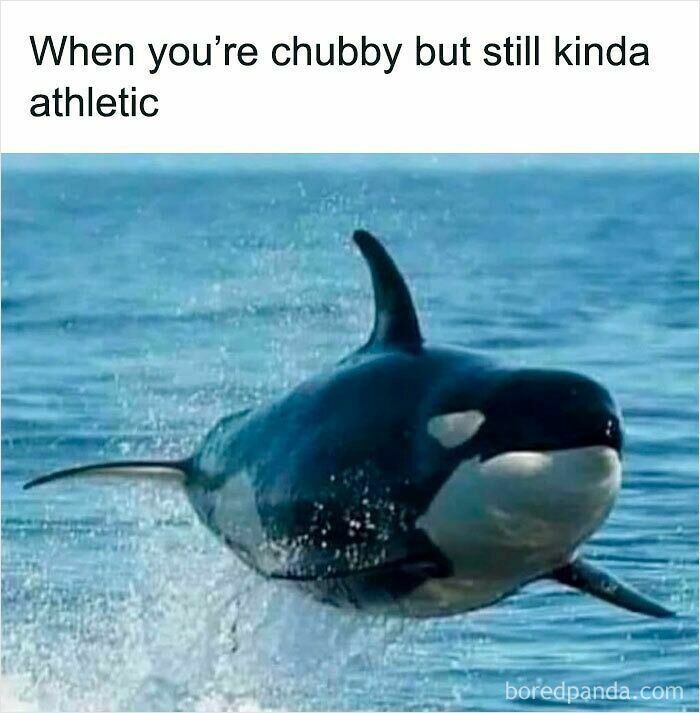 Orca whale jumping out of water with caption about being chubby but athletic in funny and relatable animal memes style.