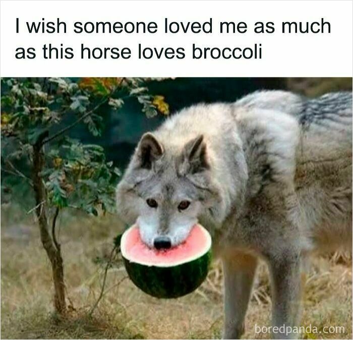 Wolf holding half a watermelon in its mouth, a funny and relatable animal meme to improve your mood.