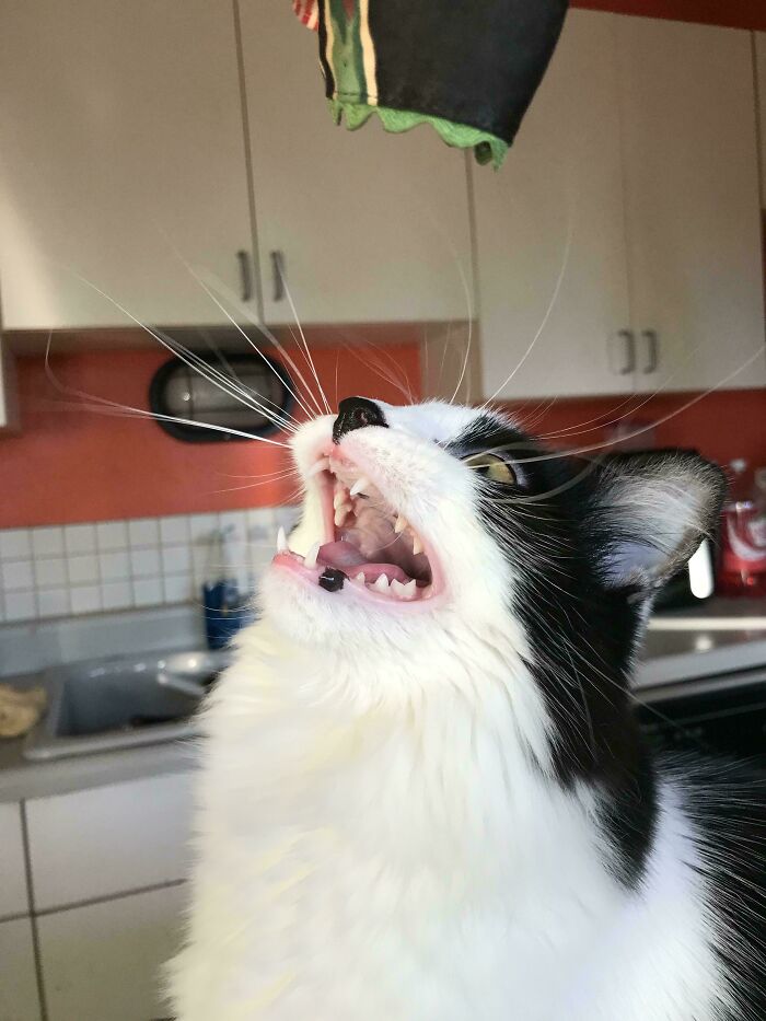 Black and white cat mid-meow in kitchen setting, showing sharp teeth and expressive facial features for born to scream cats.